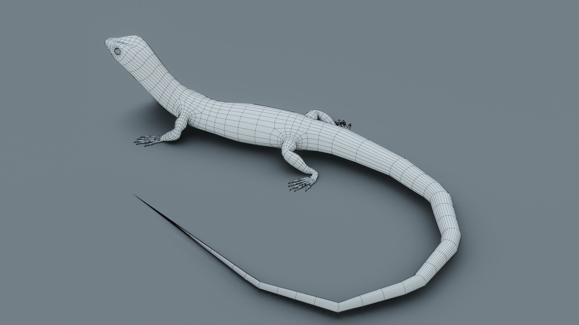 Lizard - Low Poly - Game Ready - PBR - Rigged Low-poly 3D model_12