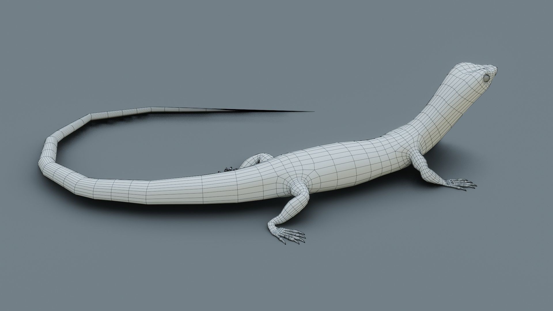 Lizard - Low Poly - Game Ready - PBR - Rigged Low-poly 3D model_14