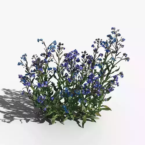Large Blue Alkanet VFX Grace
