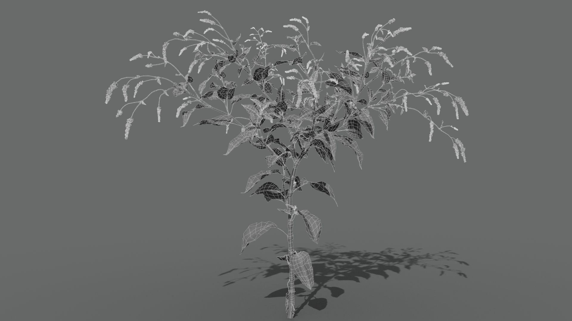 Red Polygonum VFX Grace Low-poly 3D model_11