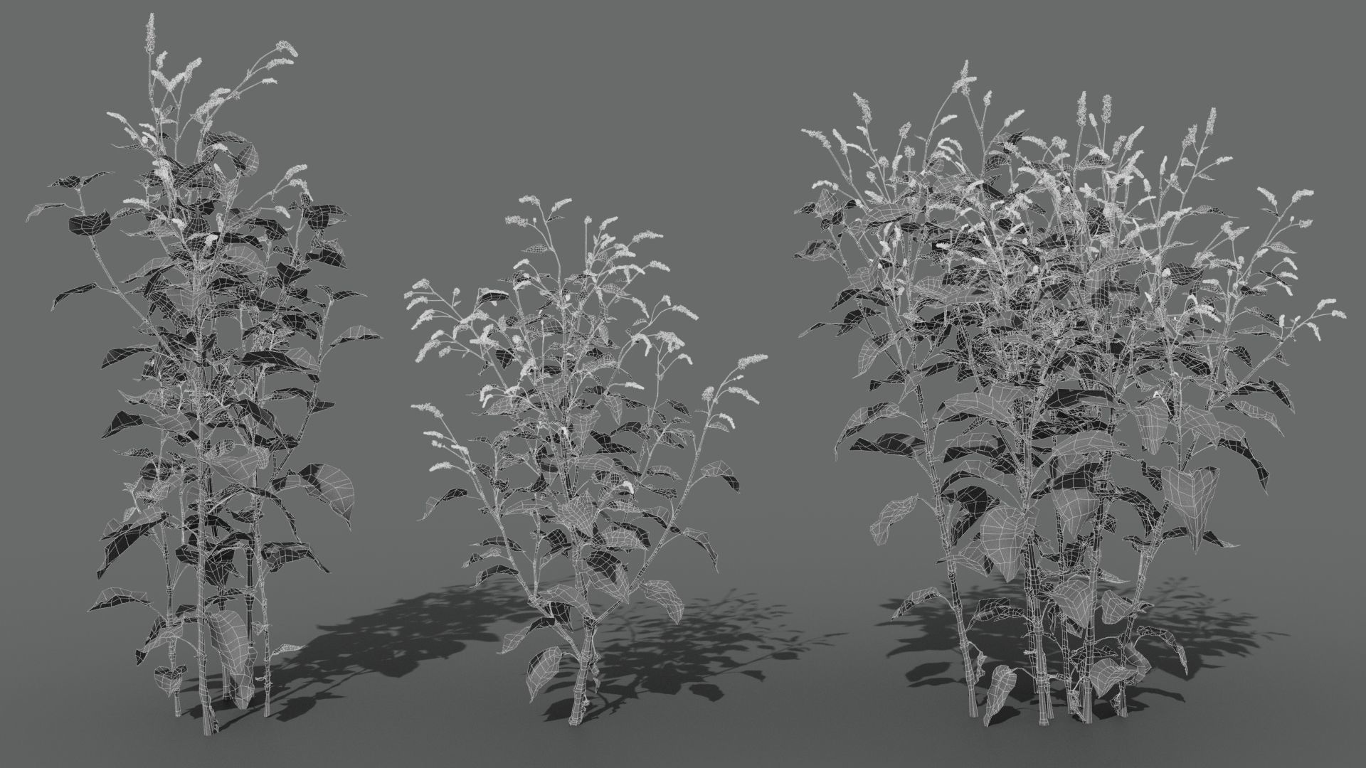 Red Polygonum VFX Grace Low-poly 3D model_10