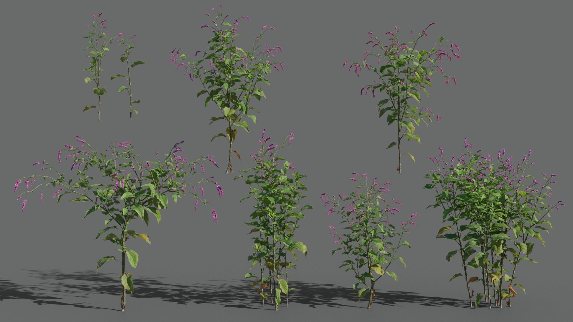 Red Polygonum VFX Grace Low-poly 3D model_5