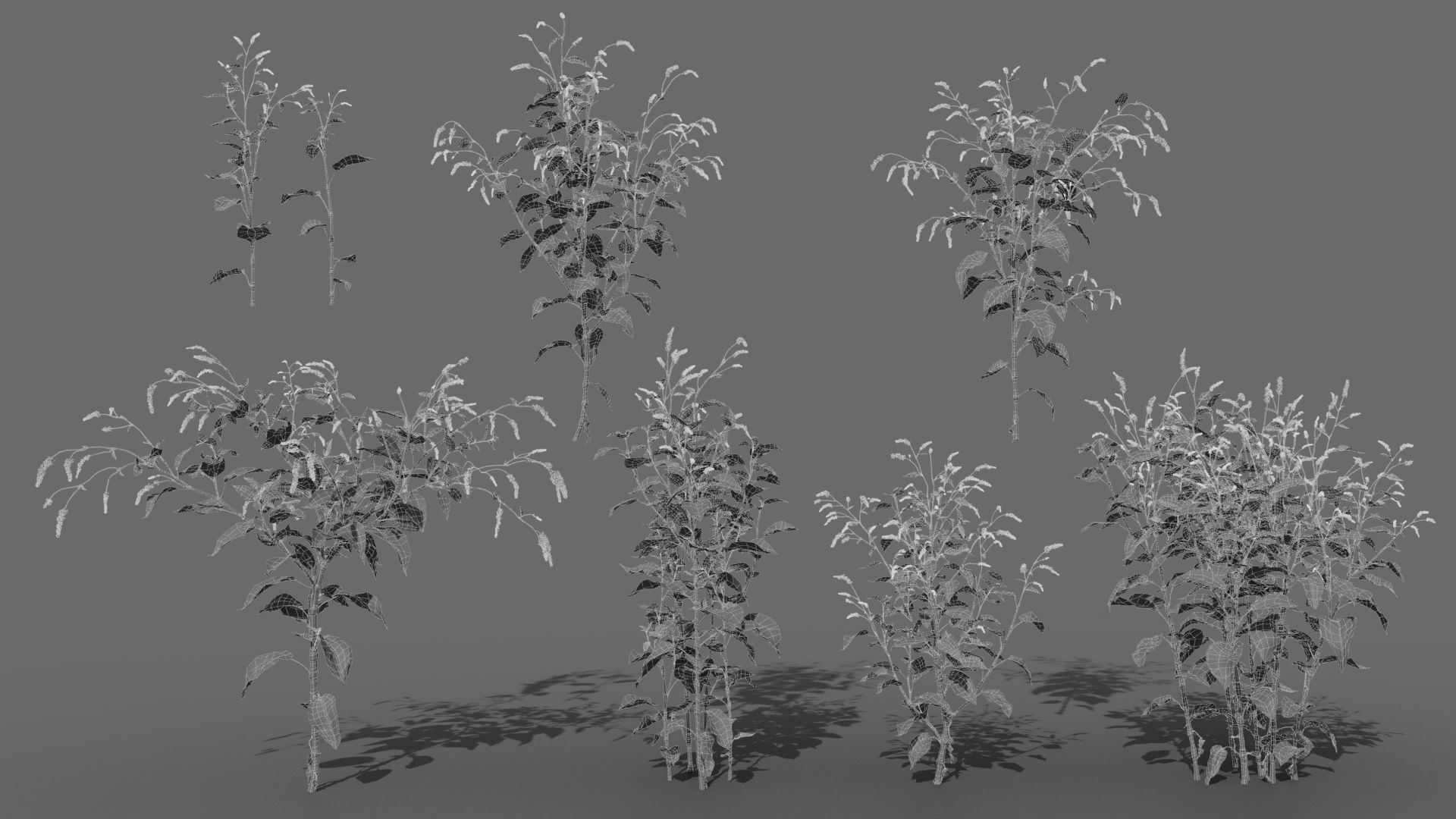 Red Polygonum VFX Grace Low-poly 3D model_9