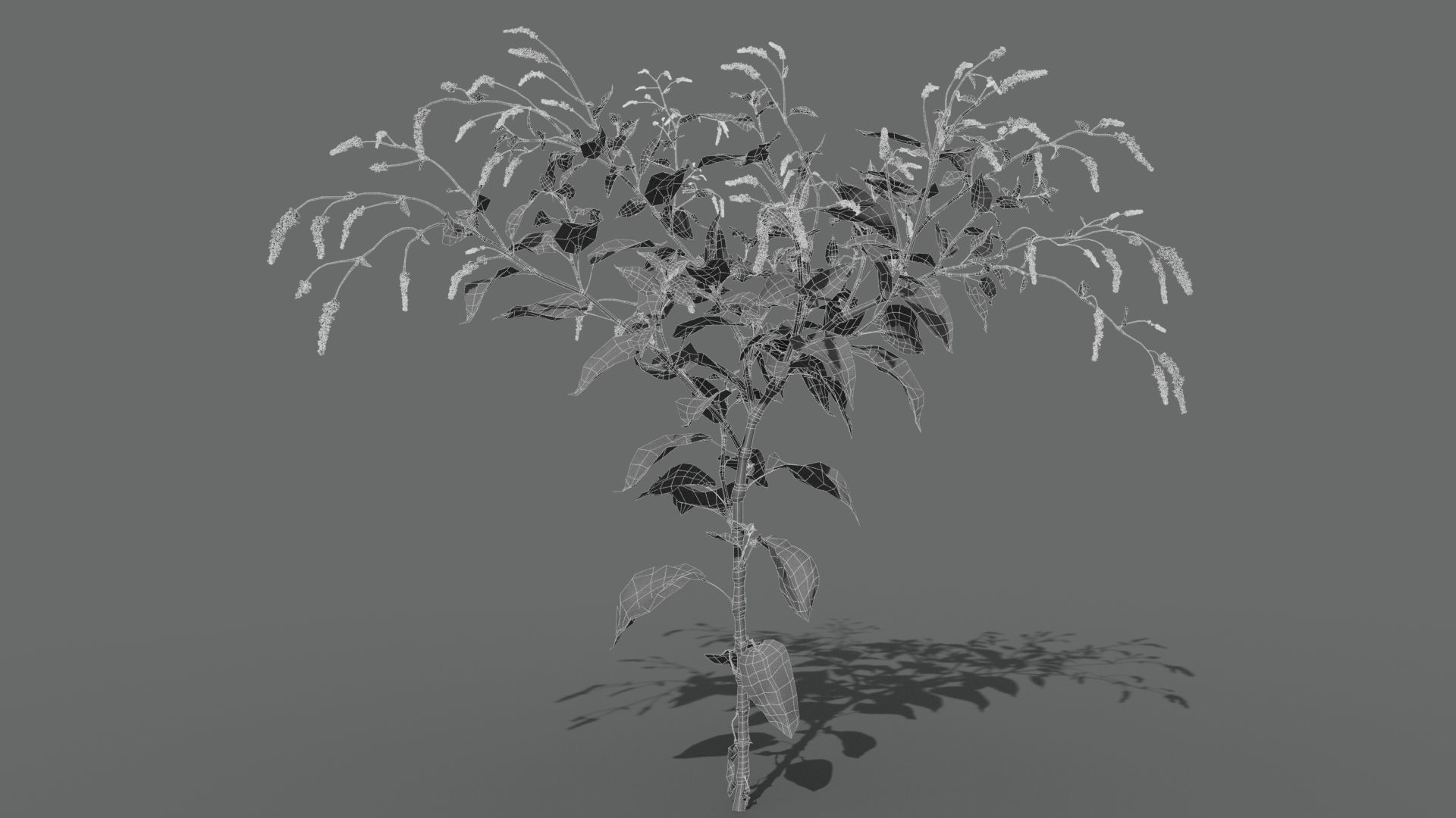 Red Polygonum VFX Grace Low-poly 3D model_6