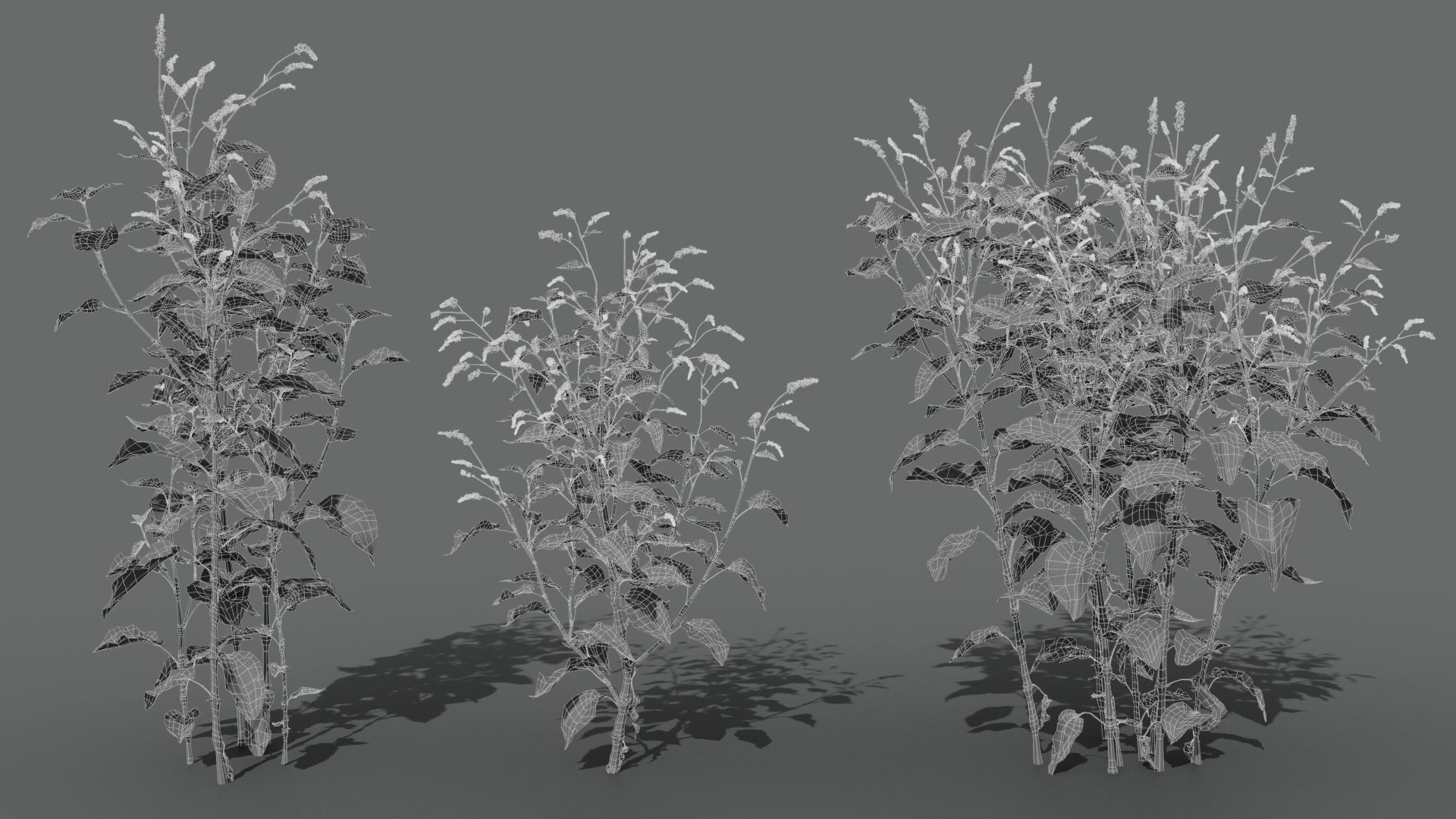 Red Polygonum VFX Grace Low-poly 3D model_8