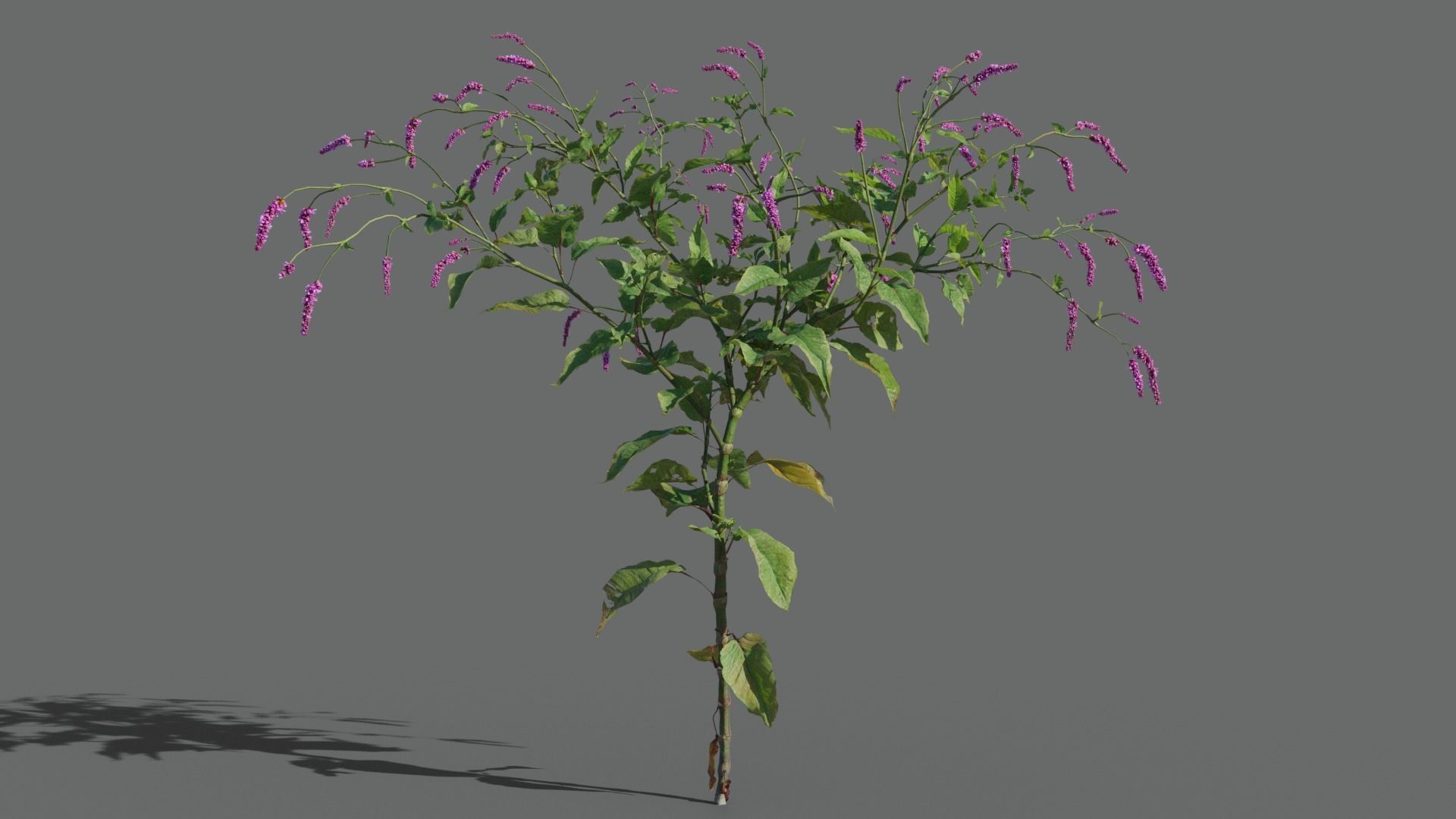 Red Polygonum VFX Grace Low-poly 3D model_2