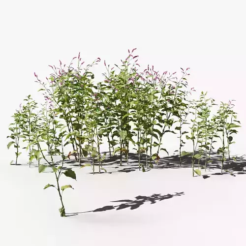 Red Polygonum VFX Grace Low-poly 3D model
