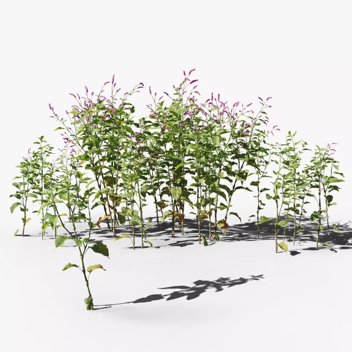 Red Polygonum VFX Grace Low-poly 3D model_0