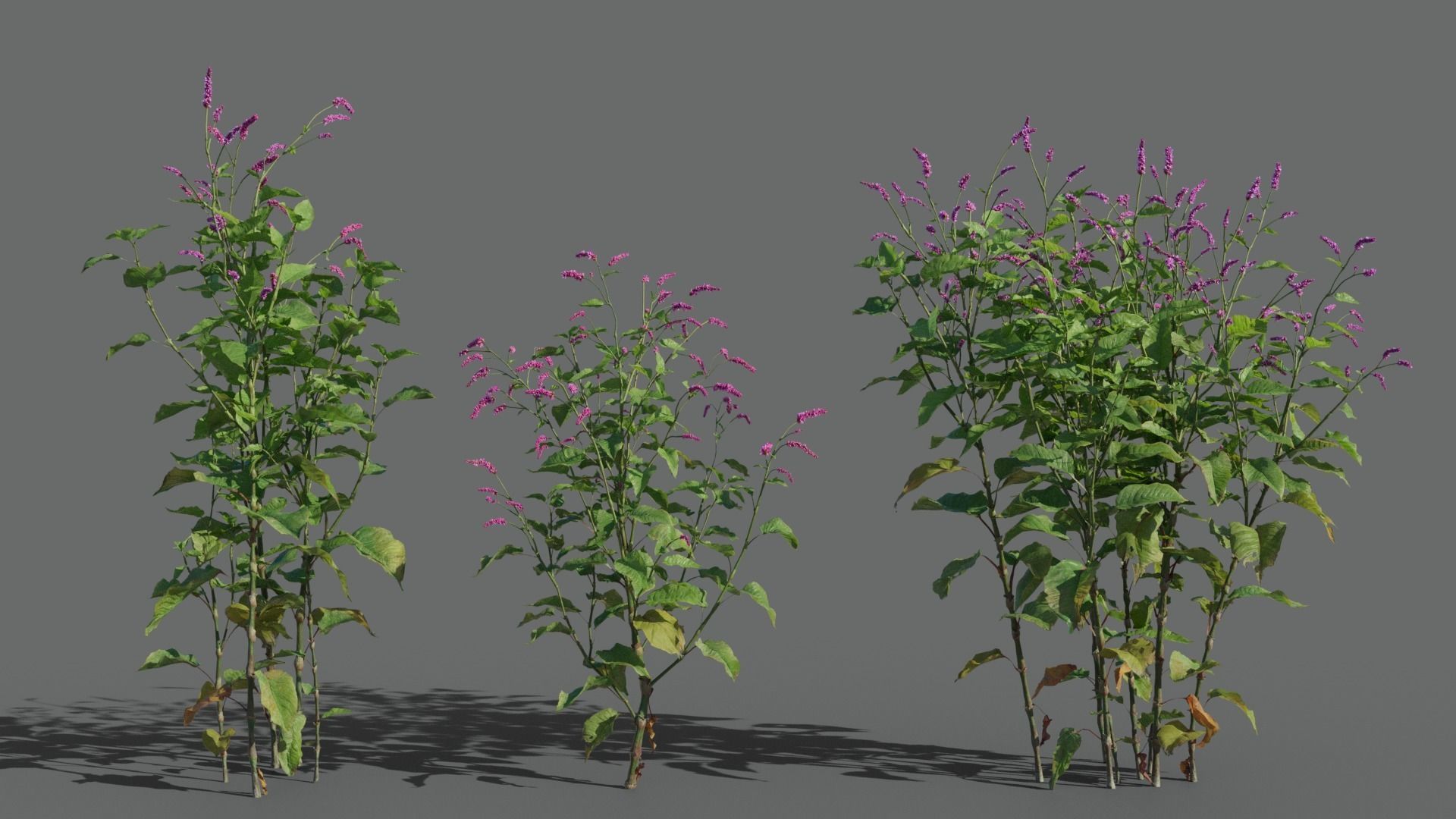 Red Polygonum VFX Grace Low-poly 3D model_3