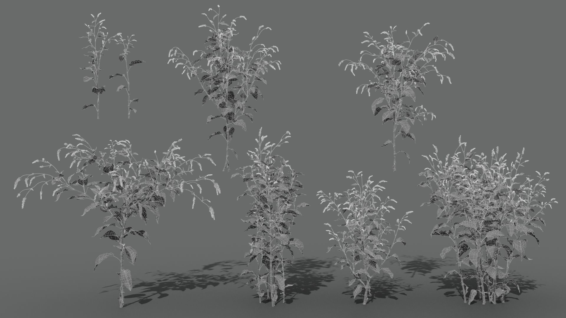 Red Polygonum VFX Grace Low-poly 3D model_7