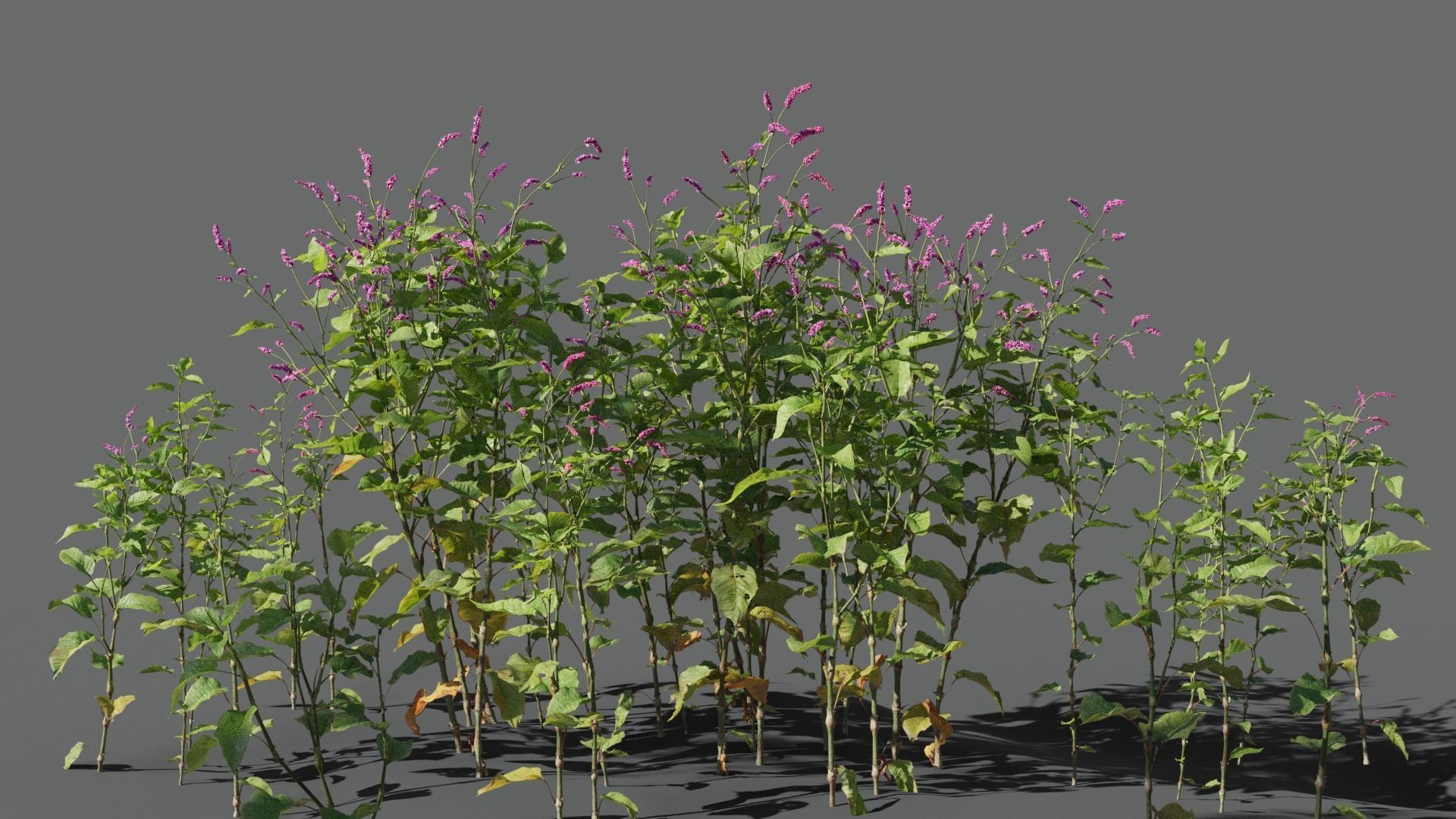 Red Polygonum VFX Grace Low-poly 3D model_4