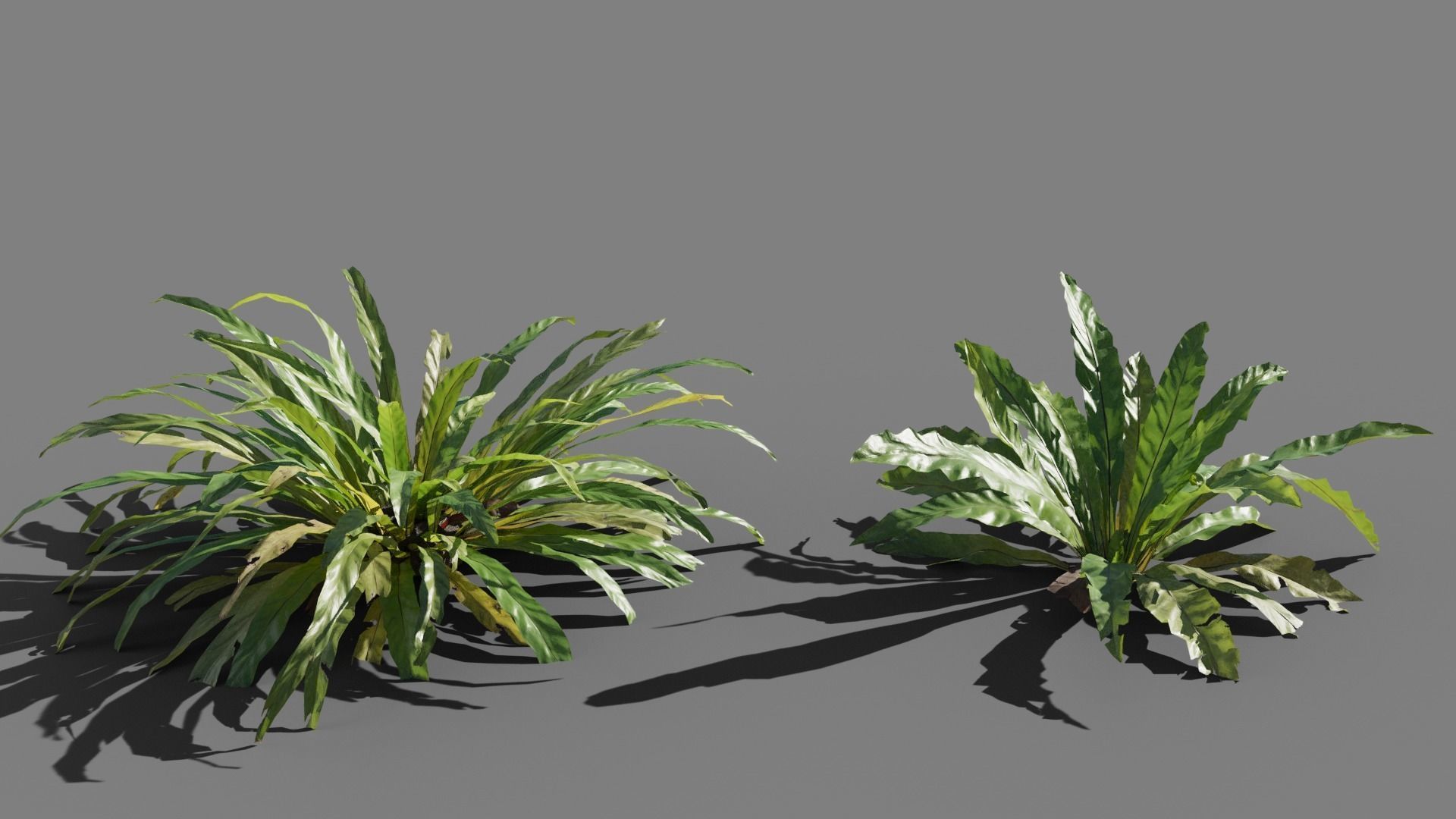 Birds Nest Fern Asplenium Nidus VFX Grace Low-poly 3D model_4