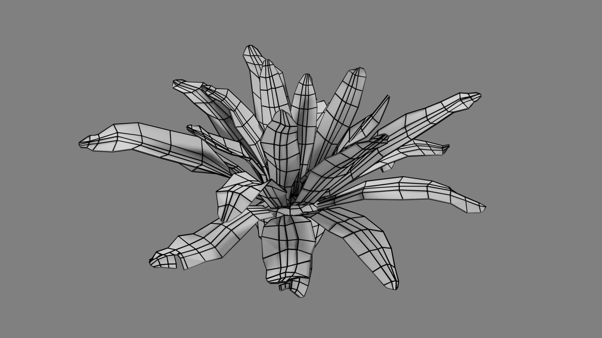 Birds Nest Fern Asplenium Nidus VFX Grace Low-poly 3D model_12