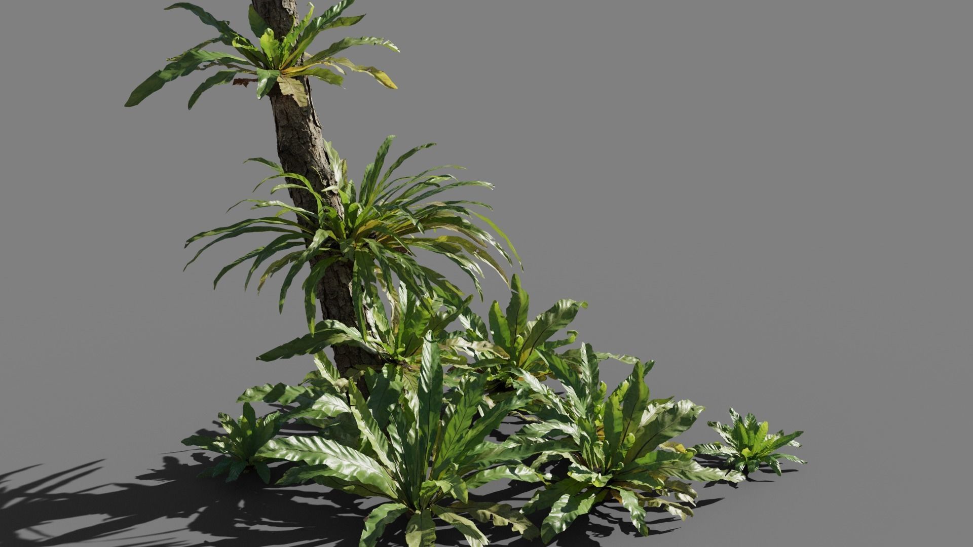 Birds Nest Fern Asplenium Nidus VFX Grace Low-poly 3D model_2