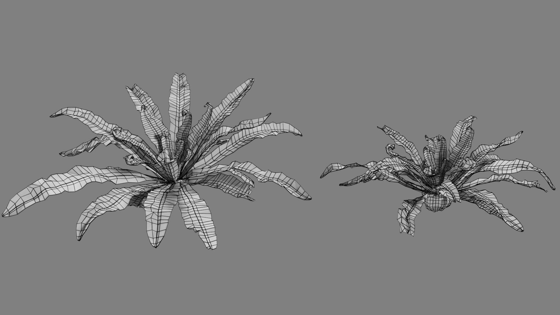 Birds Nest Fern Asplenium Nidus VFX Grace Low-poly 3D model_8