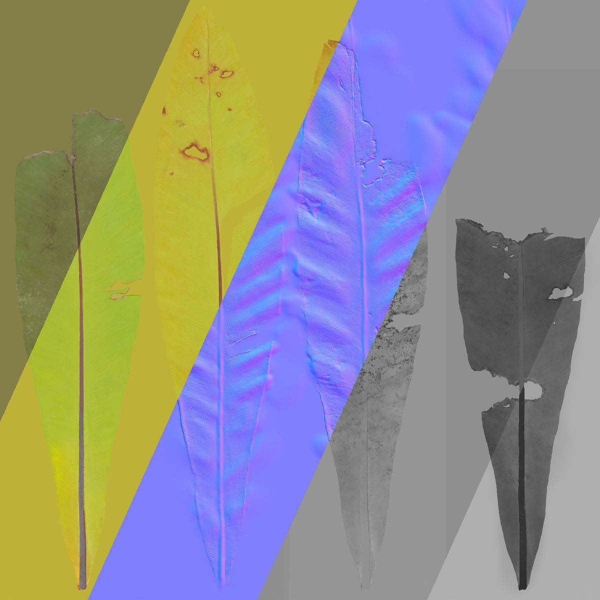 Birds Nest Fern Asplenium Nidus VFX Grace Low-poly 3D model_17