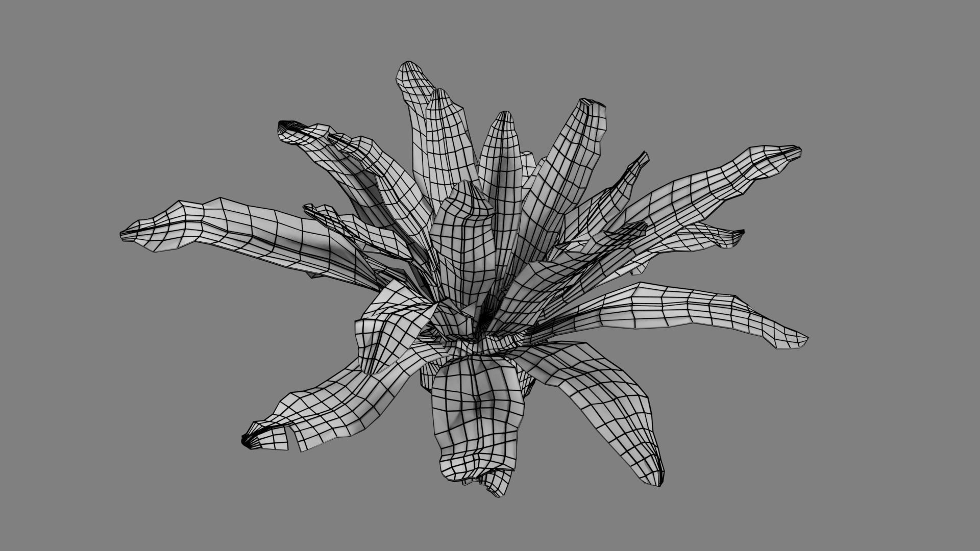 Birds Nest Fern Asplenium Nidus VFX Grace Low-poly 3D model_13