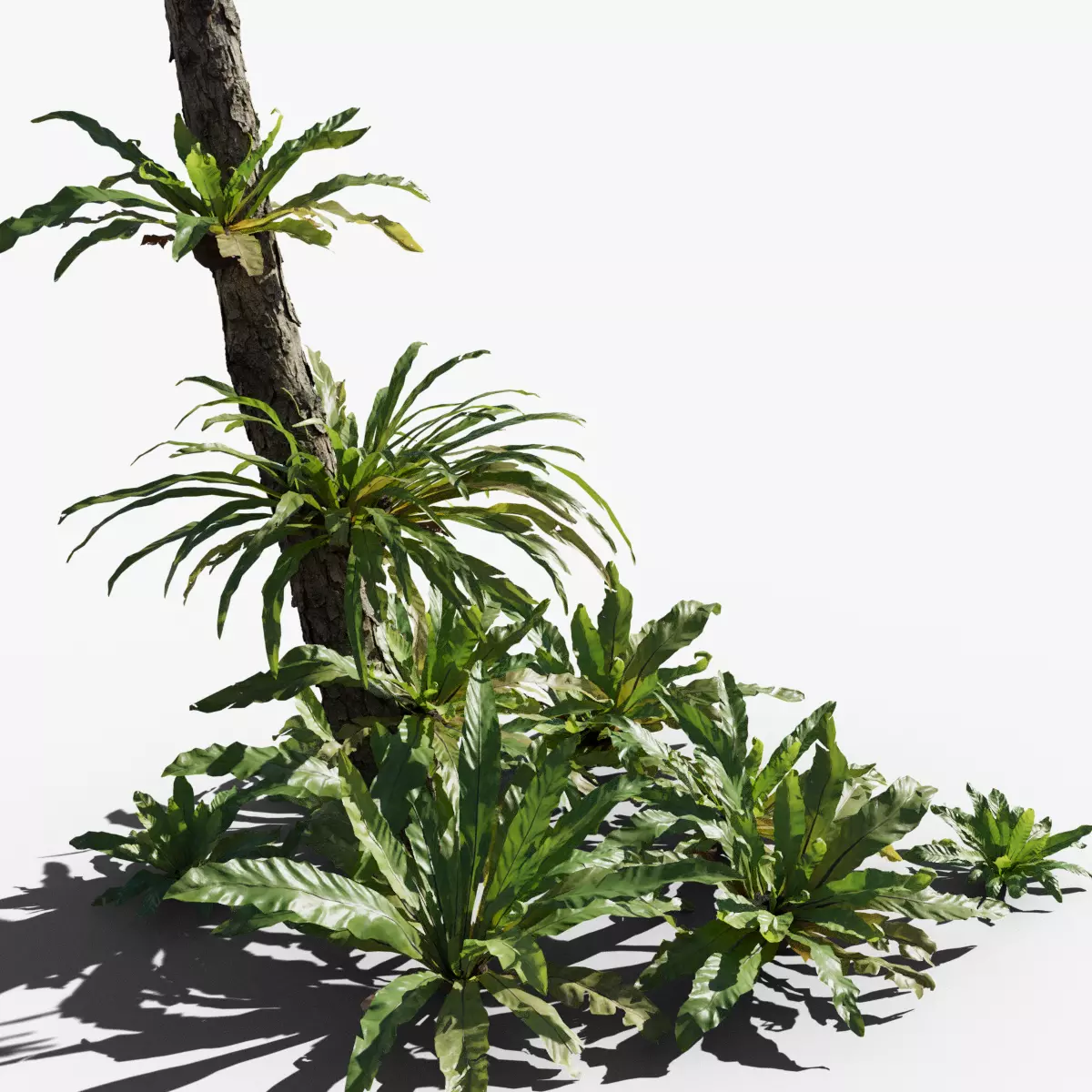 Birds Nest Fern Asplenium Nidus VFX Grace Low-poly 3D model_0