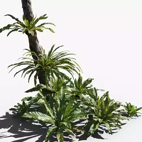 Birds Nest Fern Asplenium Nidus VFX Grace Low-poly 3D model