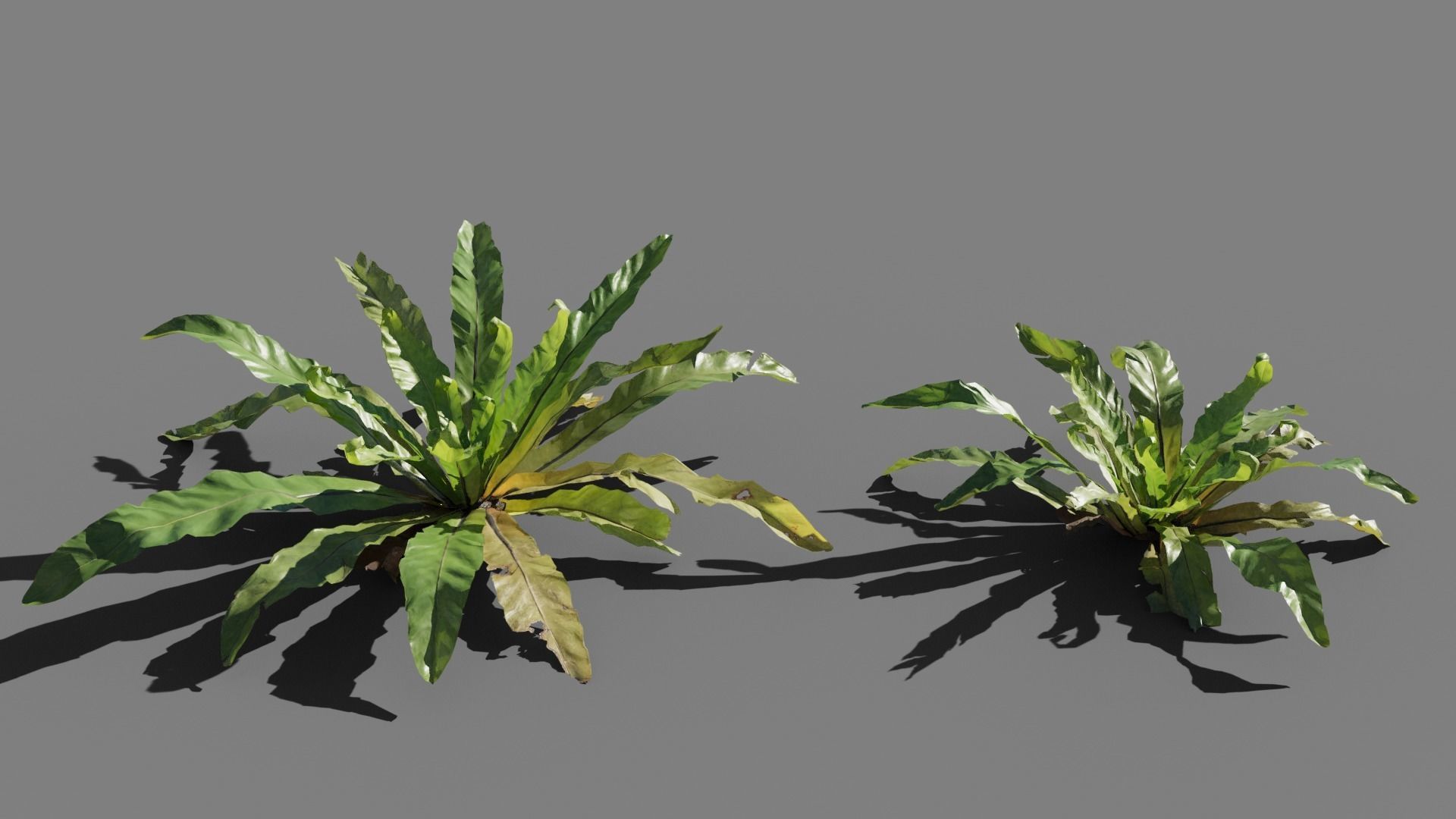 Birds Nest Fern Asplenium Nidus VFX Grace Low-poly 3D model_5