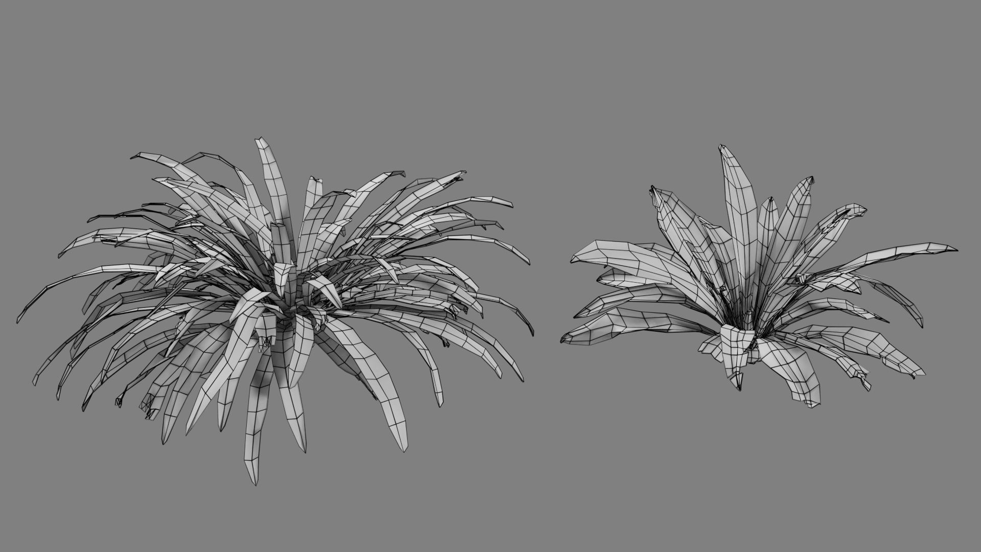 Birds Nest Fern Asplenium Nidus VFX Grace Low-poly 3D model_10