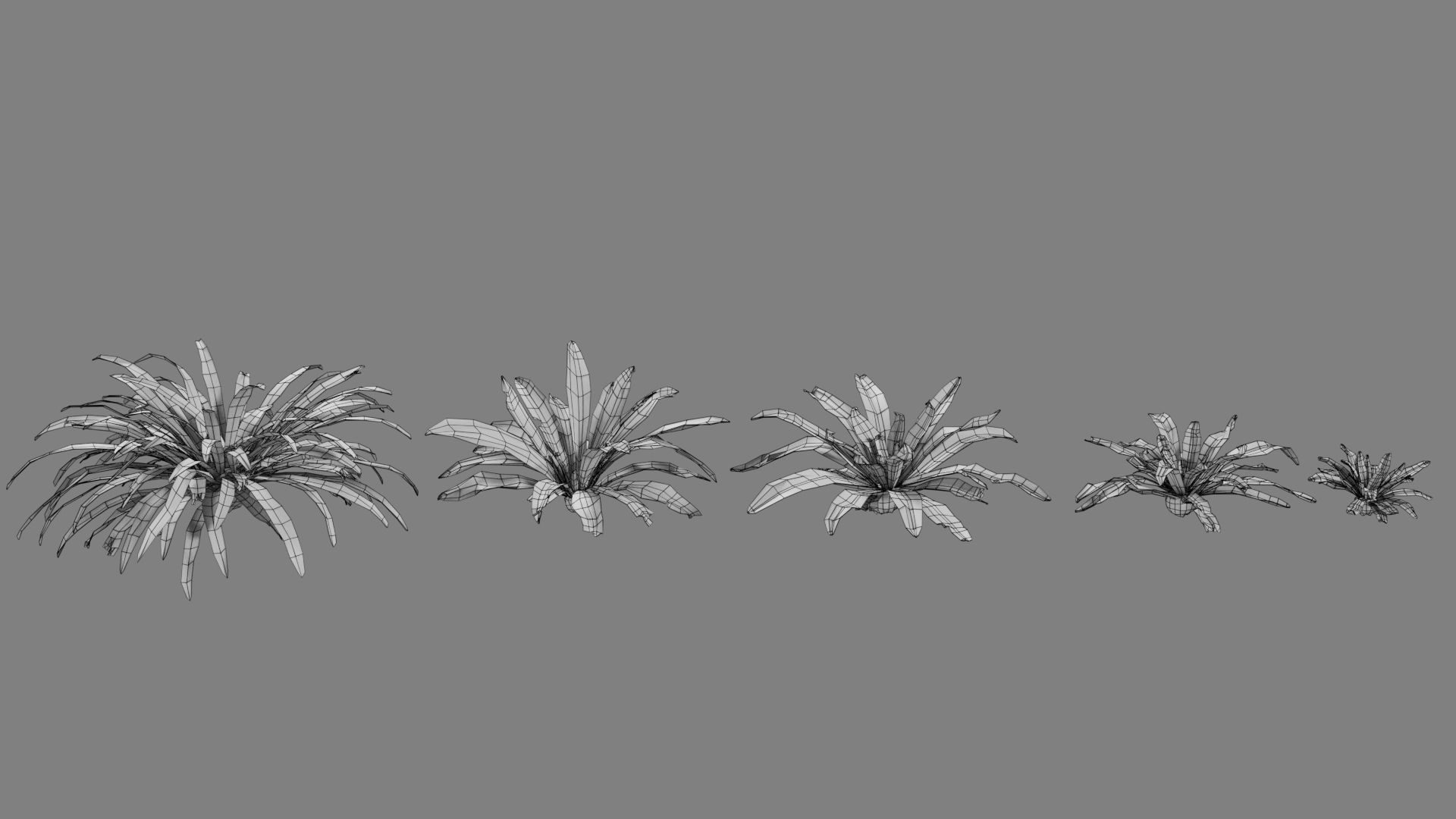 Birds Nest Fern Asplenium Nidus VFX Grace Low-poly 3D model_7