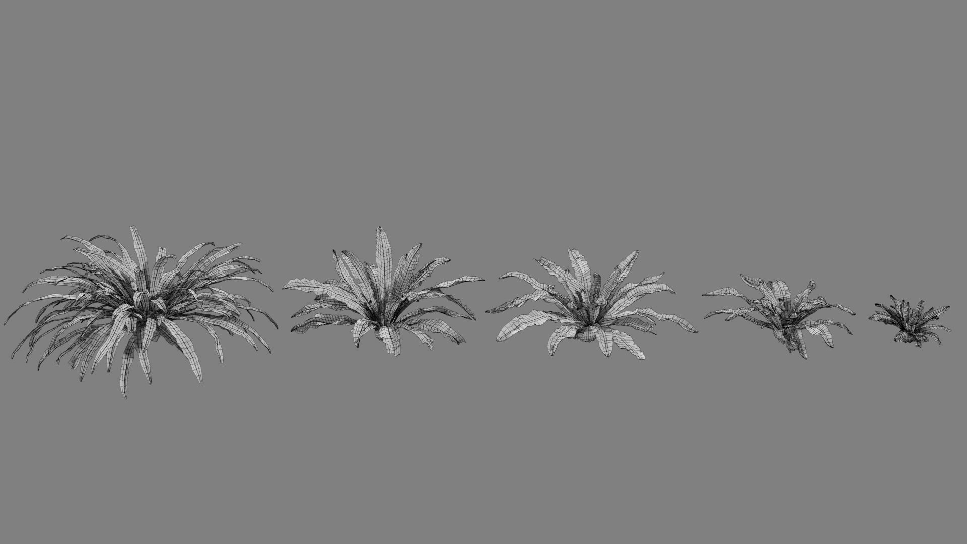 Birds Nest Fern Asplenium Nidus VFX Grace Low-poly 3D model_14