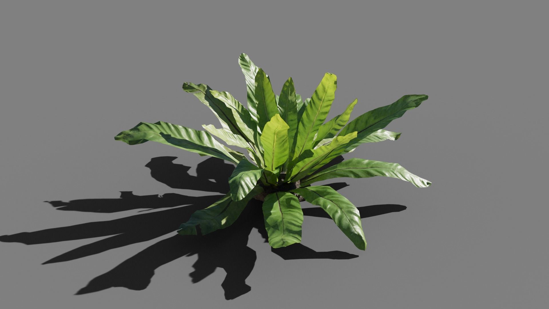 Birds Nest Fern Asplenium Nidus VFX Grace Low-poly 3D model_6