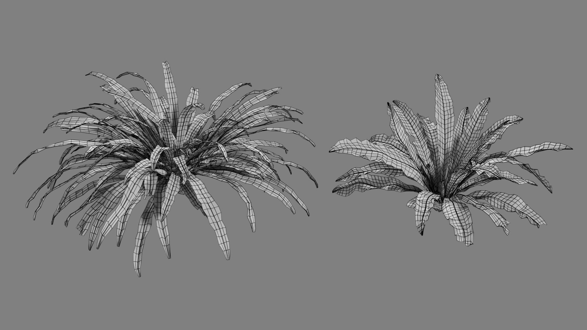 Birds Nest Fern Asplenium Nidus VFX Grace Low-poly 3D model_11