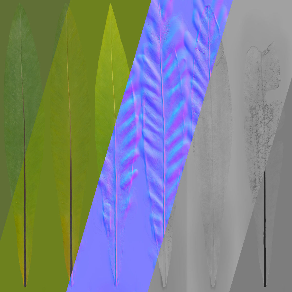 Birds Nest Fern Asplenium Nidus VFX Grace Low-poly 3D model_16