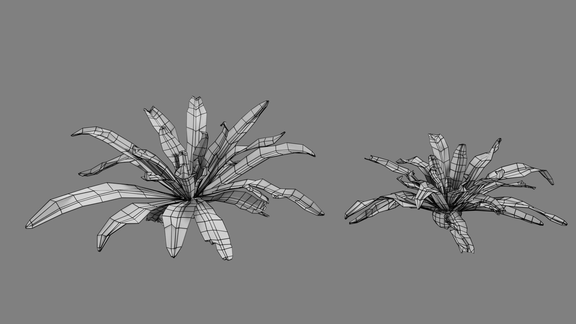 Birds Nest Fern Asplenium Nidus VFX Grace Low-poly 3D model_9