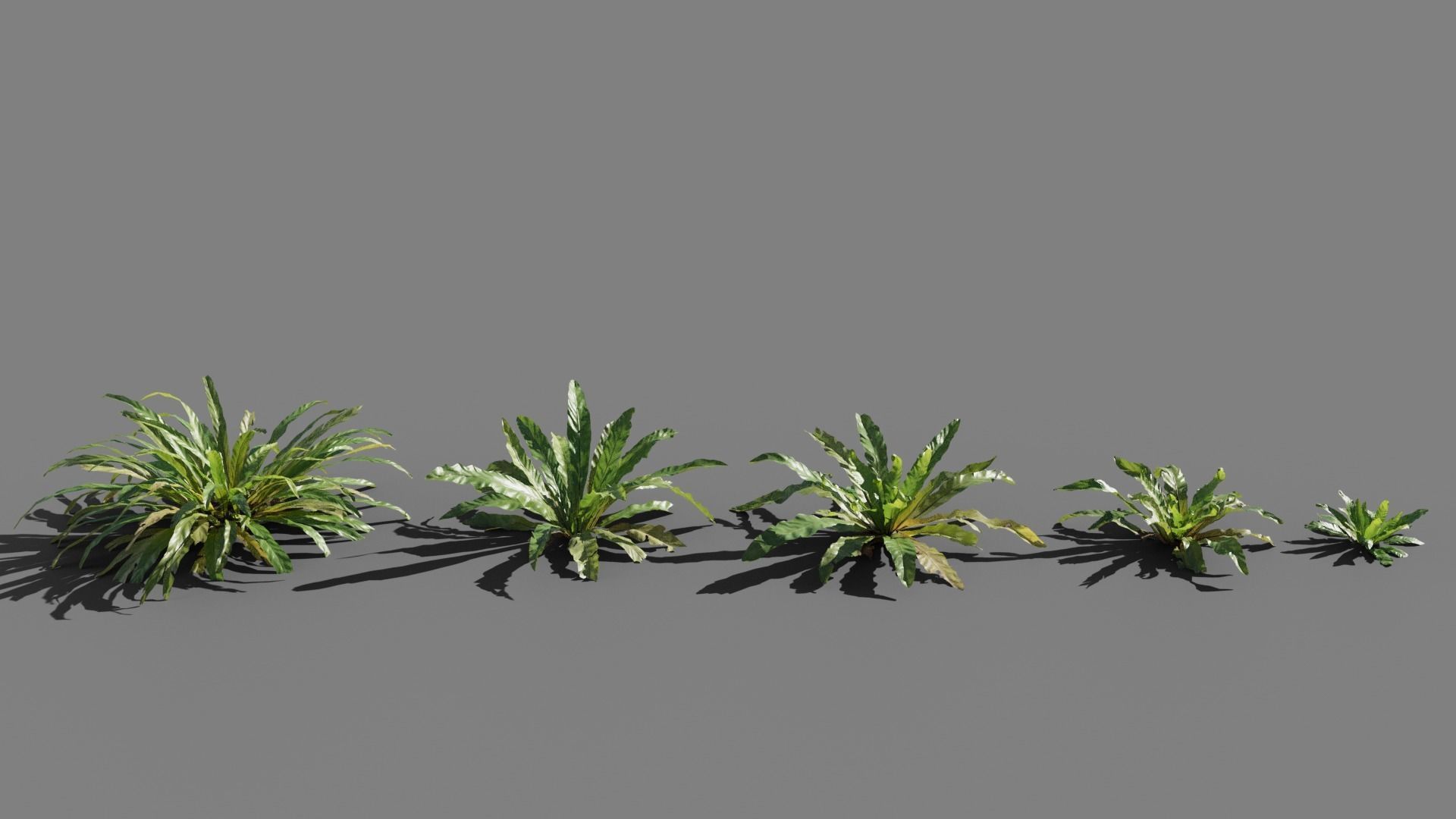 Birds Nest Fern Asplenium Nidus VFX Grace Low-poly 3D model_3