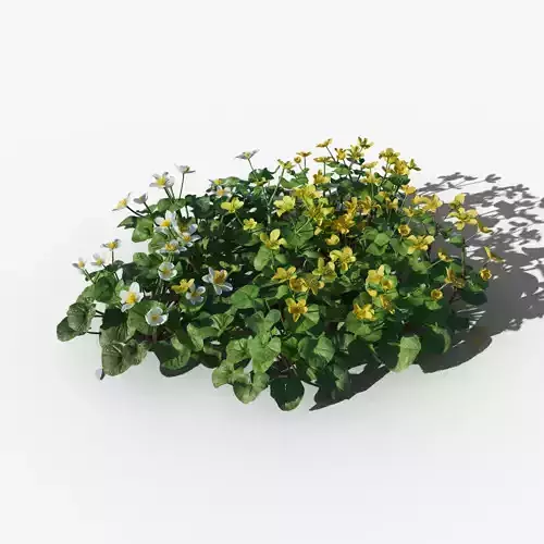 Marsh Marigold VFX Grace Low-poly 3D model