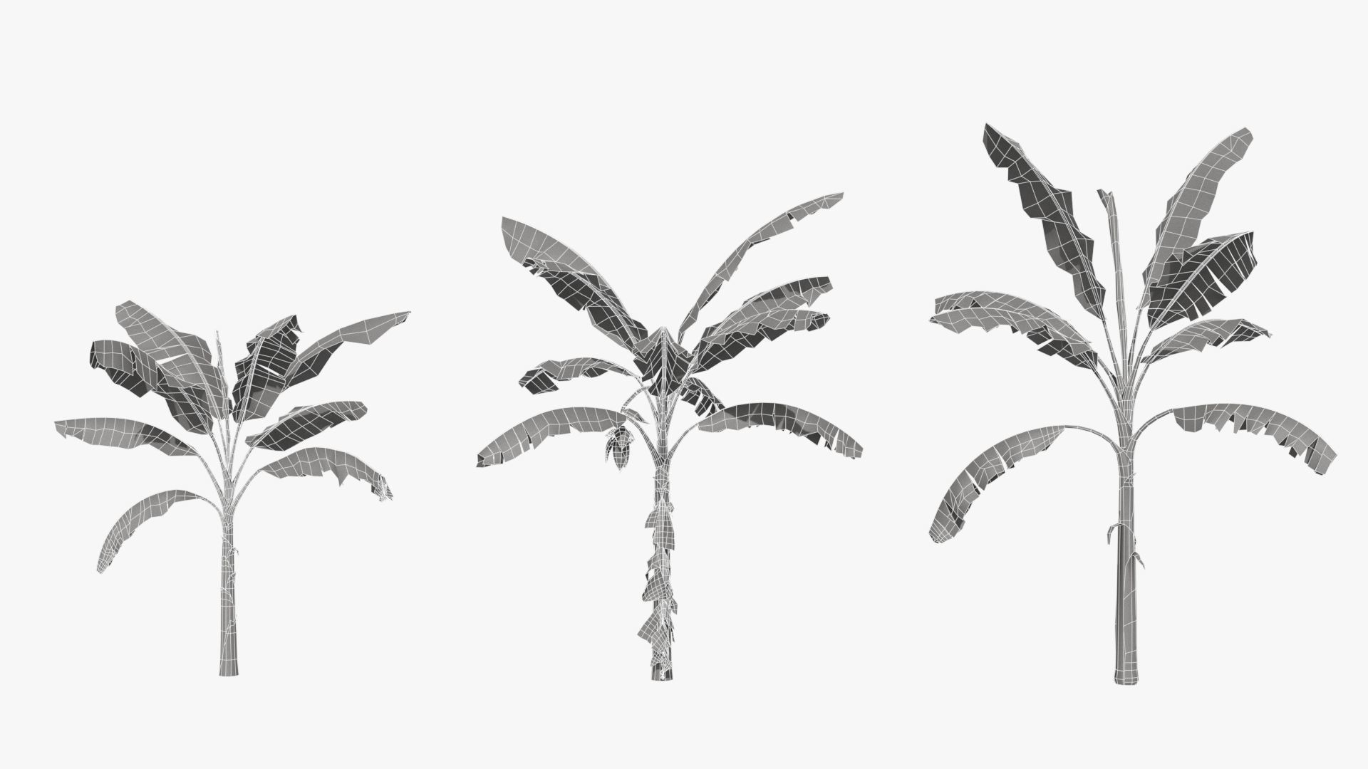 Musa basjoo VFX Grace Low-poly 3D model_7