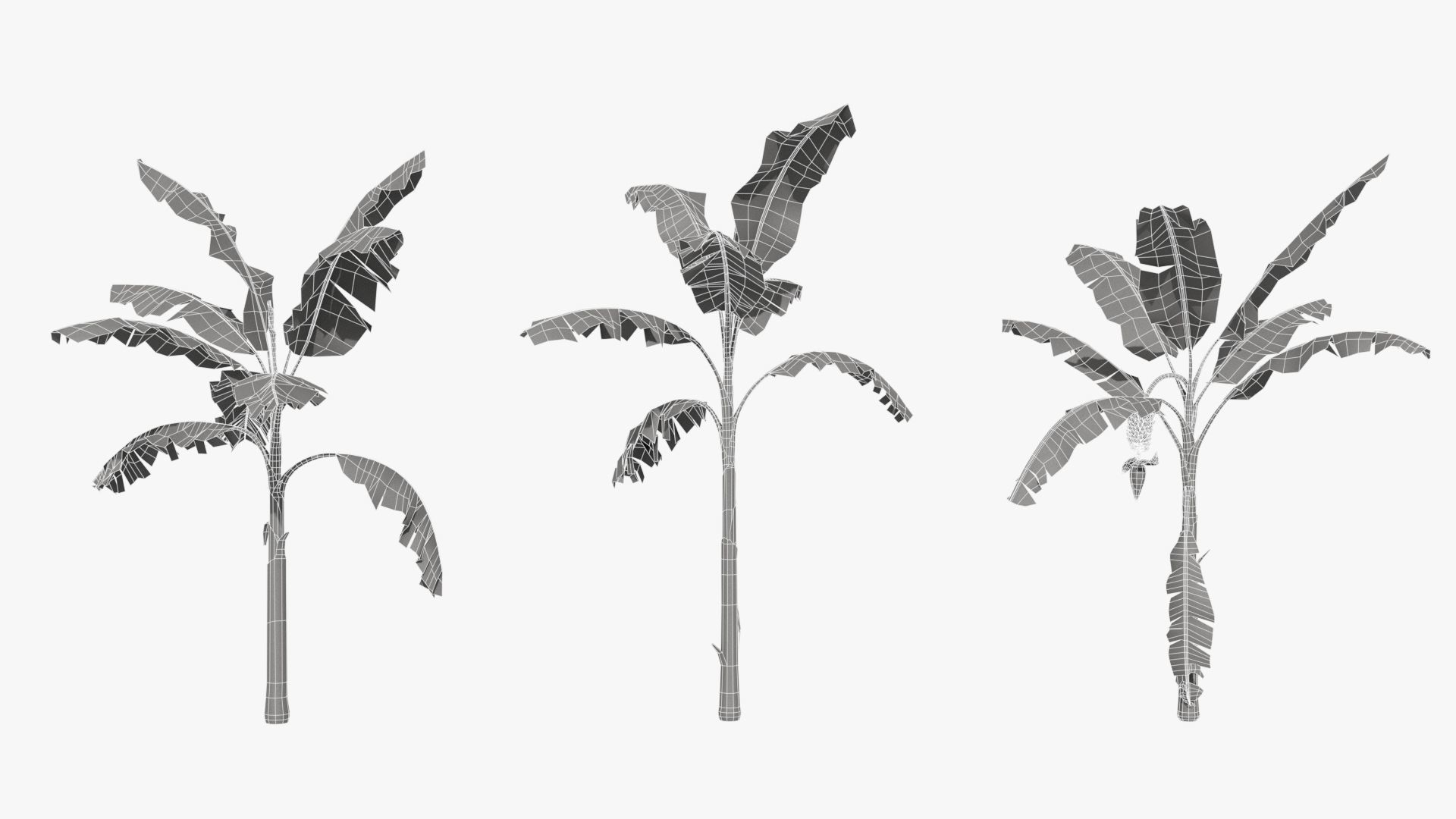 Musa basjoo VFX Grace Low-poly 3D model_11