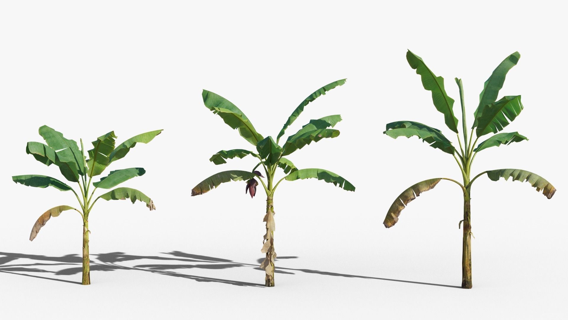 Musa basjoo VFX Grace Low-poly 3D model_4