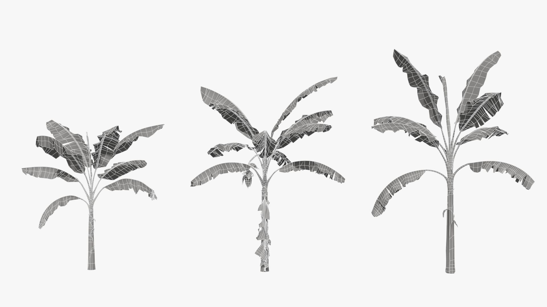 Musa basjoo VFX Grace Low-poly 3D model_10