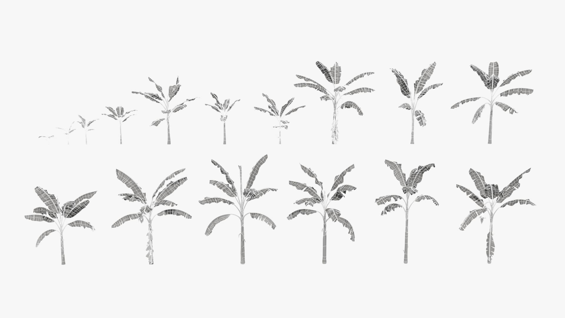 Musa basjoo VFX Grace Low-poly 3D model_9