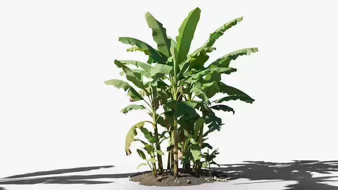 Musa basjoo VFX Grace Low-poly 3D model