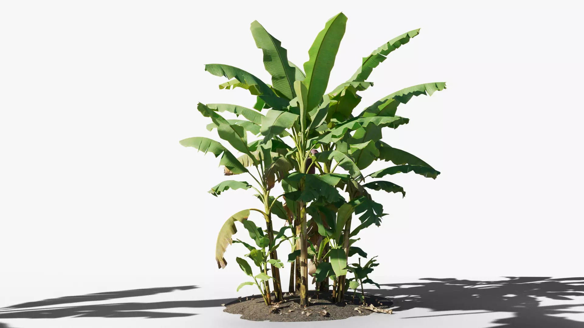 Musa basjoo VFX Grace Low-poly 3D model_0