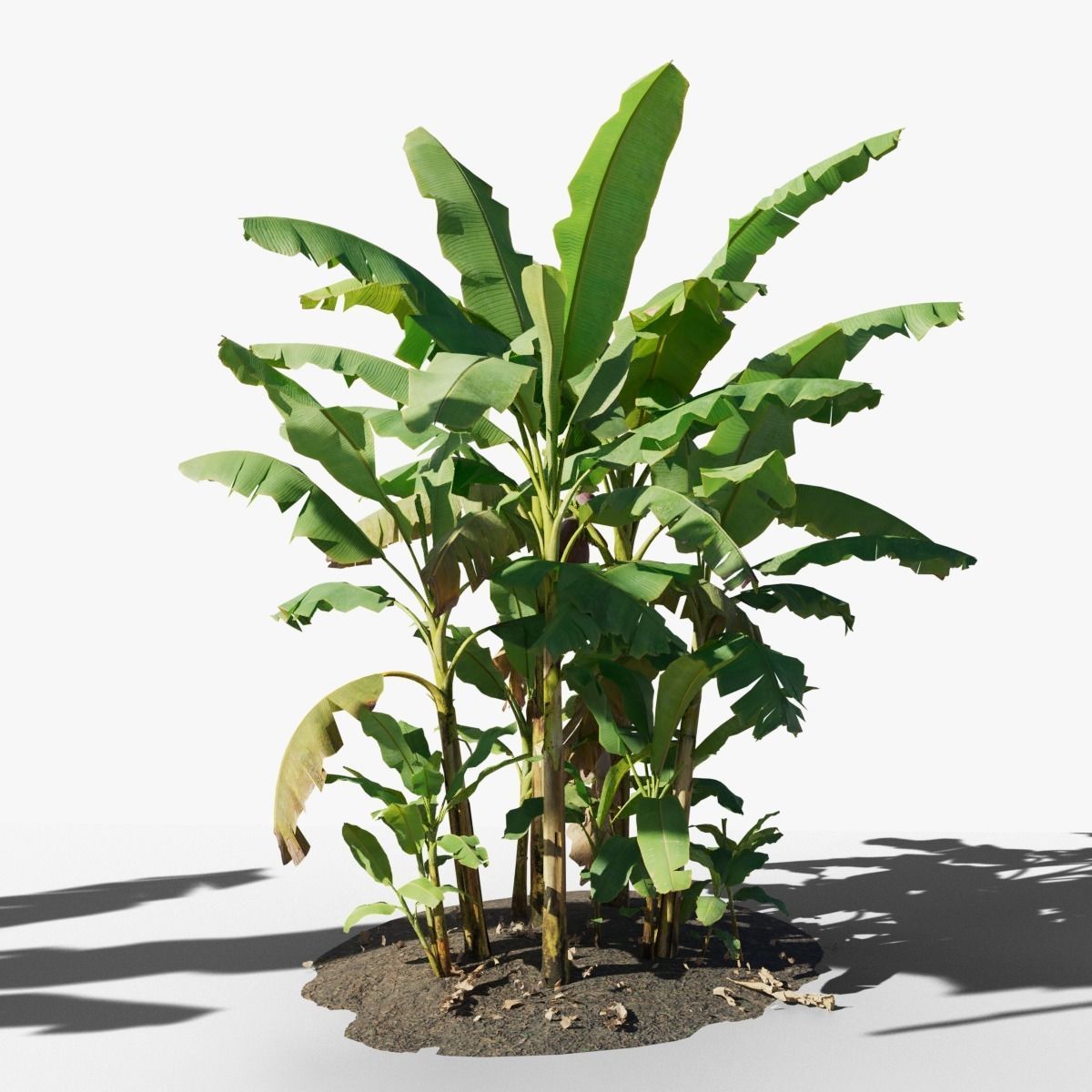 Musa basjoo VFX Grace Low-poly 3D model_2