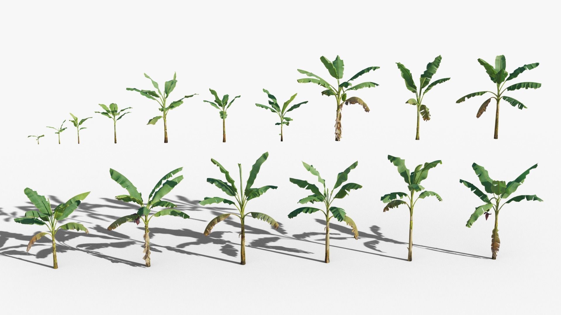 Musa basjoo VFX Grace Low-poly 3D model_3