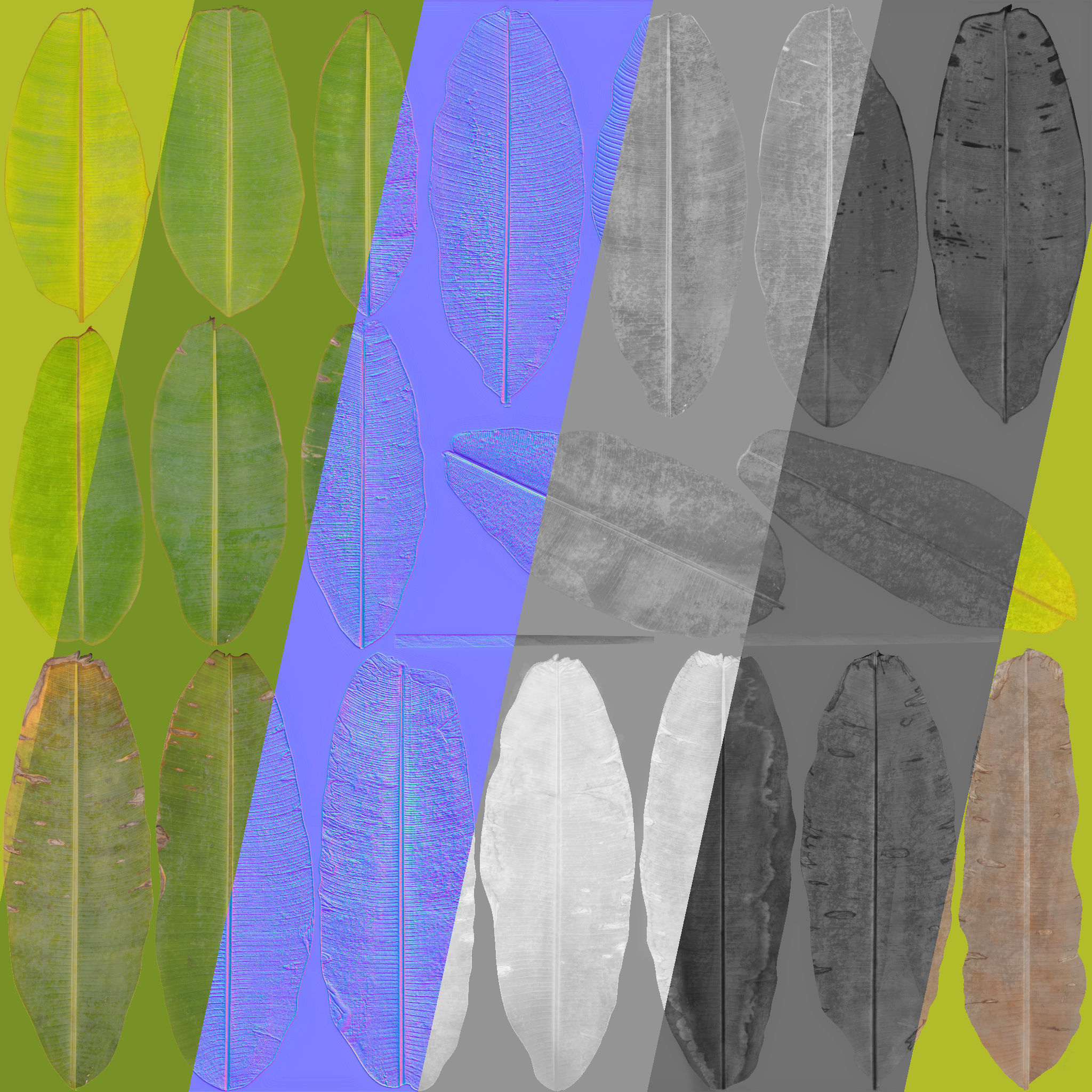 Musa basjoo VFX Grace Low-poly 3D model_17