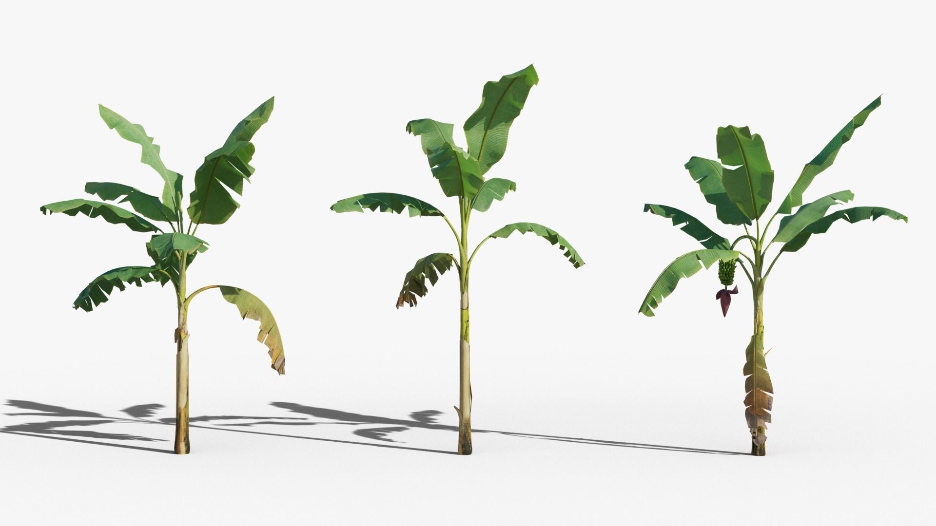 Musa basjoo VFX Grace Low-poly 3D model_5