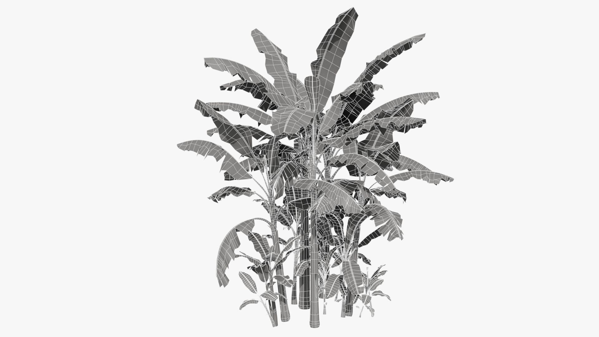 Musa basjoo VFX Grace Low-poly 3D model_12