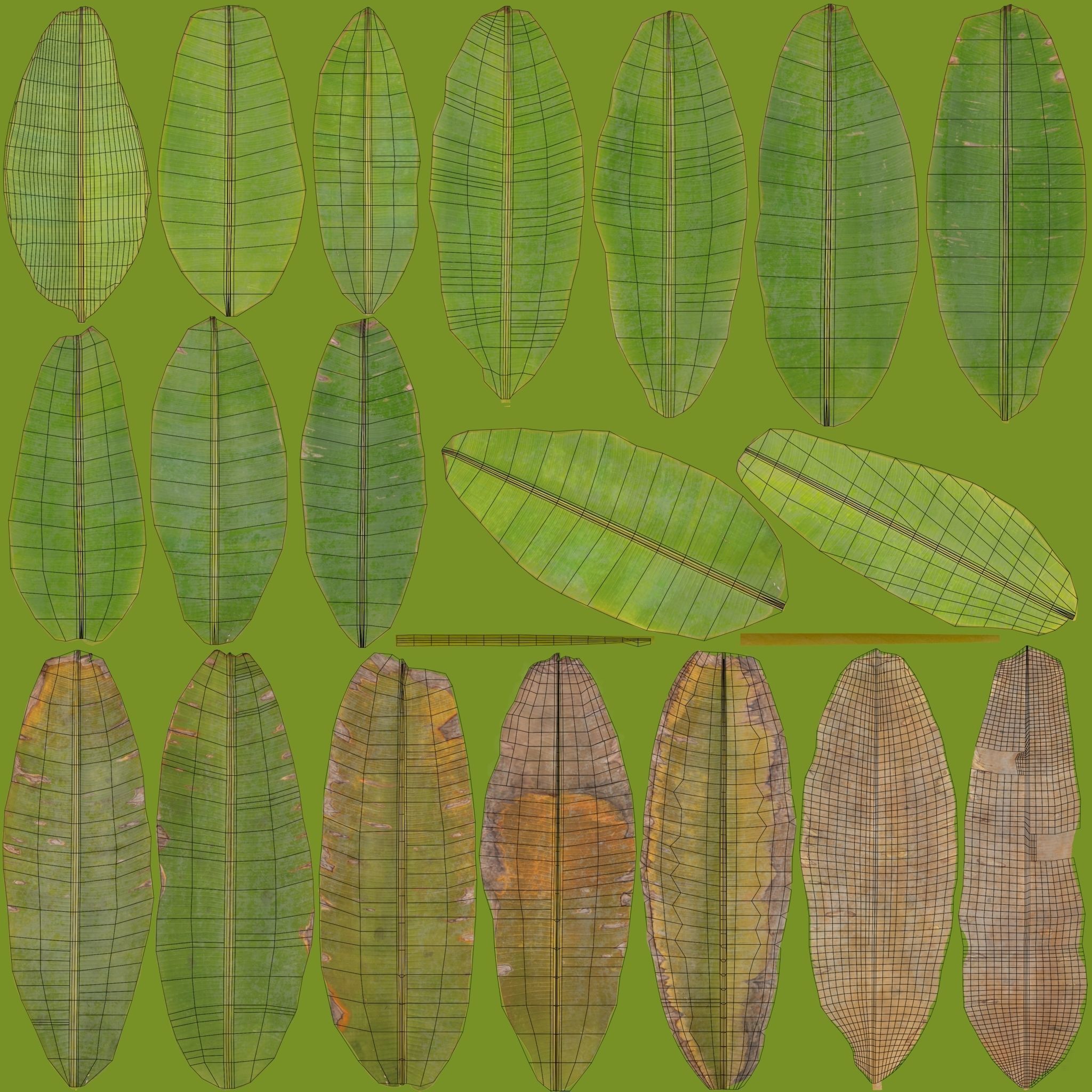 Musa basjoo VFX Grace Low-poly 3D model_16