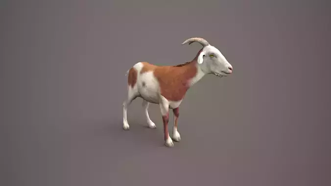 Dairy Brown Goat