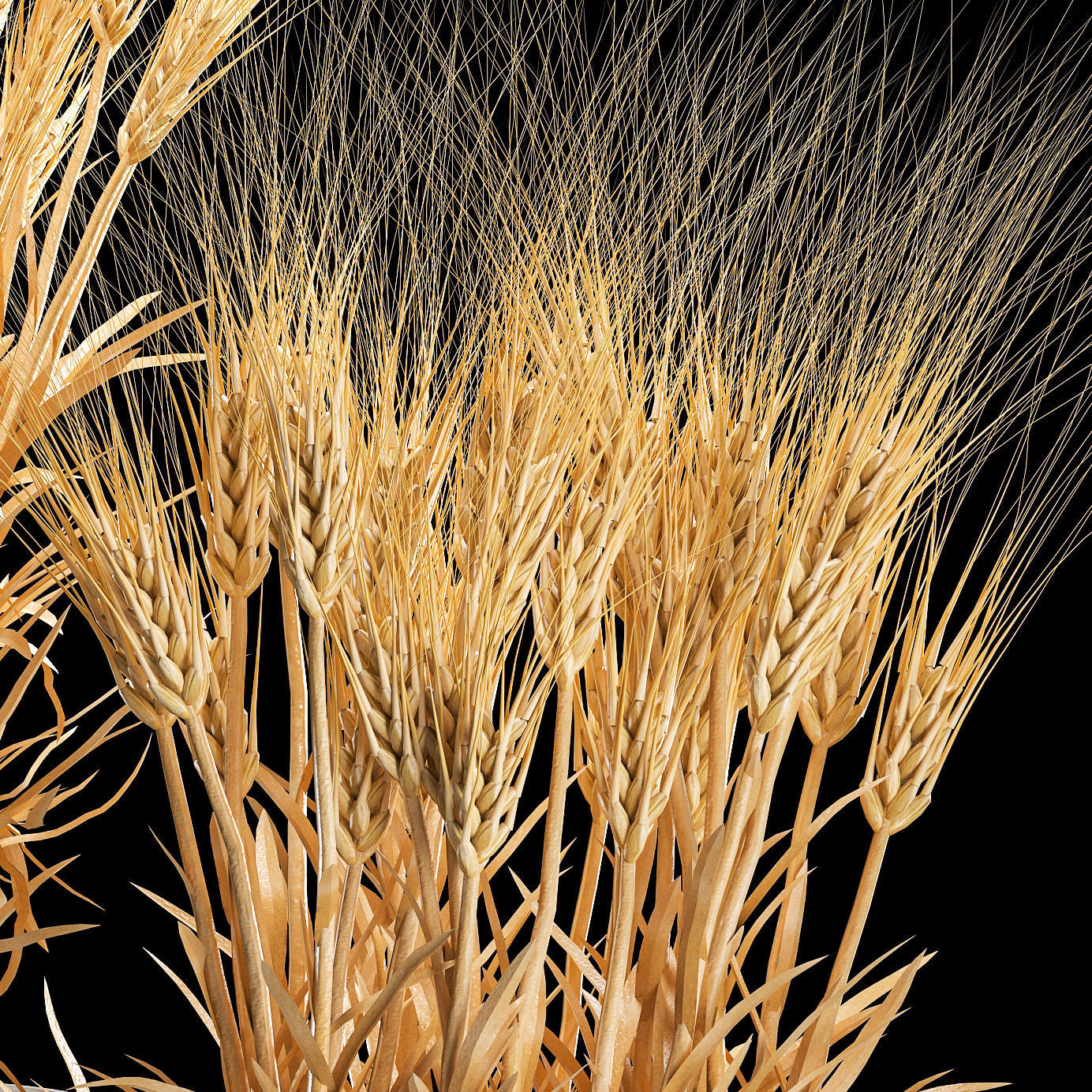 Set of dry ears of wheat in a pot 1203 3D model_5