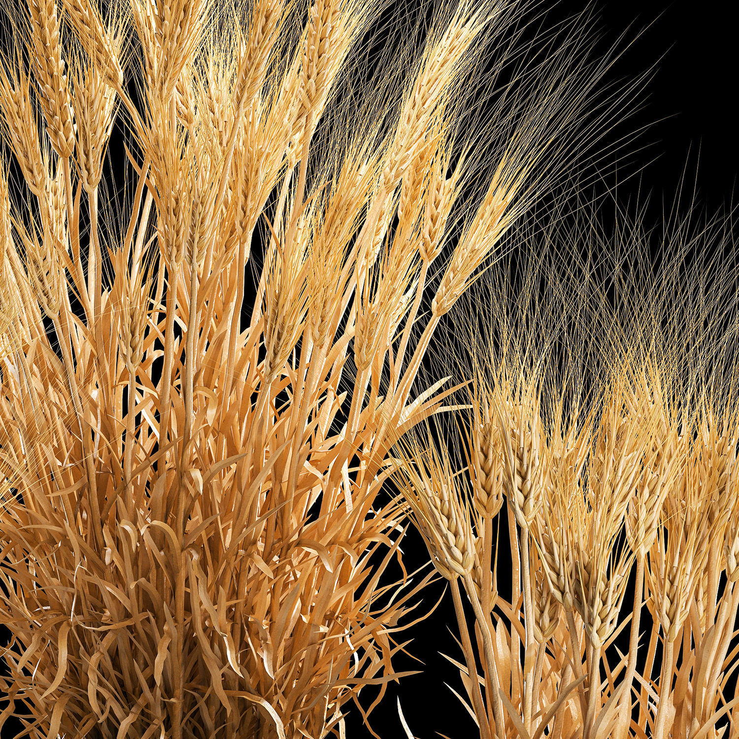Set of dry ears of wheat in a pot 1203 3D model_3