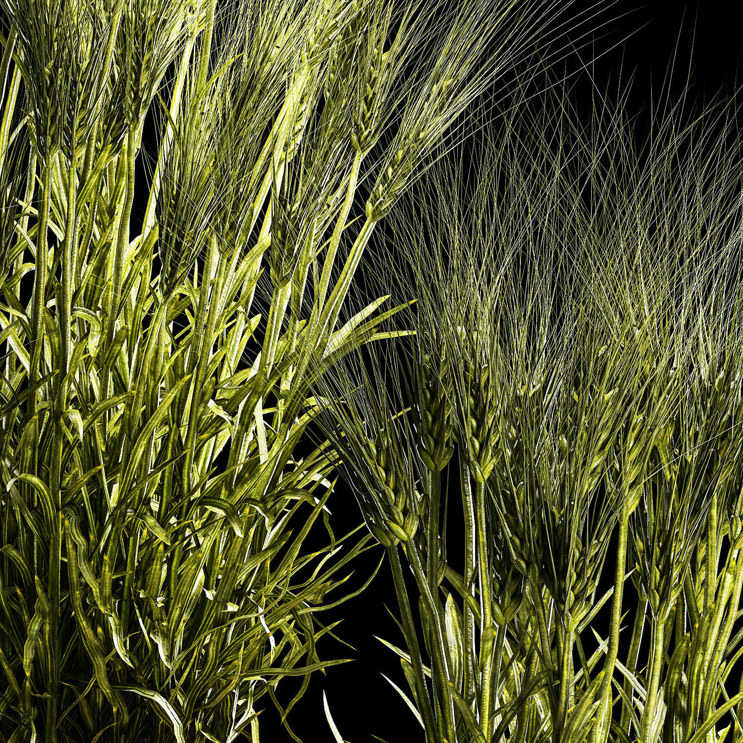 Set Of Green Ears Of Wheat In A Pot 1204 3D model_5